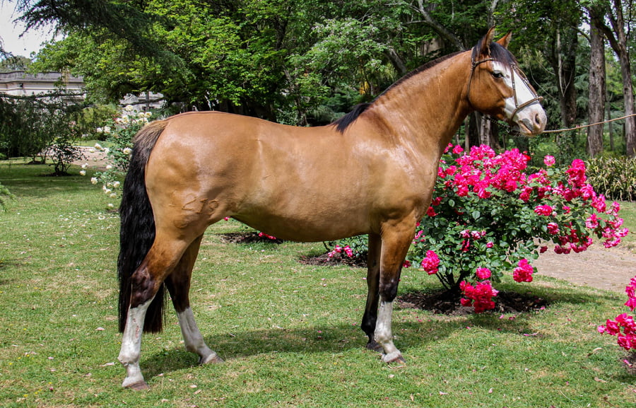 Lote QUELEN TROMPETA