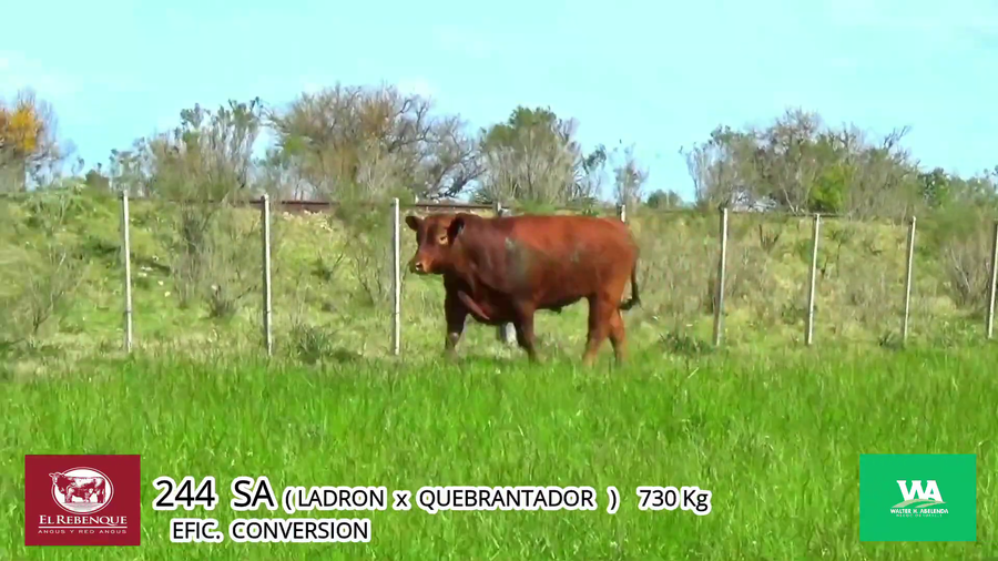 Lote Toros a remate en Angus el Rebenque  en Asociación Rural de Florida