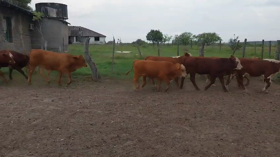 Lote 120 Terneros en Corrientes, Monte Caseros