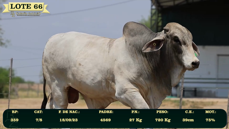 Lote LOTE 66