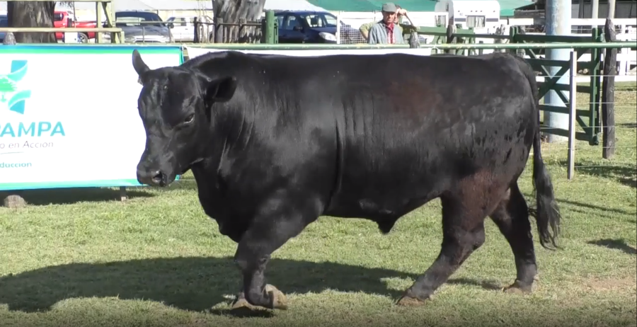 Lote Toro Aberdeen Angus Negro PC - RP052 - Cabaña Don Lorenzo