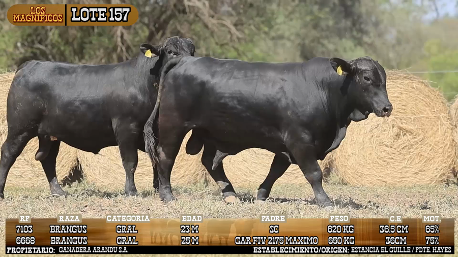 Lote LOTE 157 - VIVO