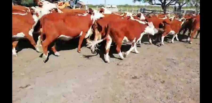 Lote 37 Vacas de invernar en Federal, Entre Ríos