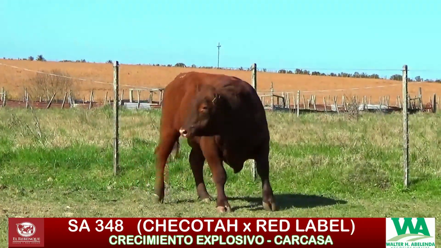 Lote Toros a remate en ANGUS EL REBENQUE, Florida
