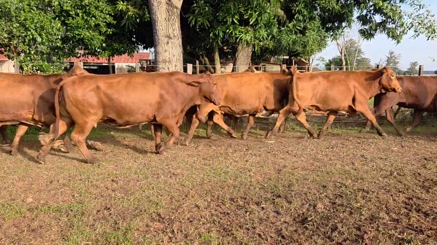 Lote 50 Vacas nuevas Preñadas en Corrientes, Ituzaingó
