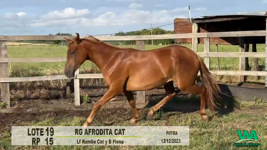 Lote RG AFRODITA CAT