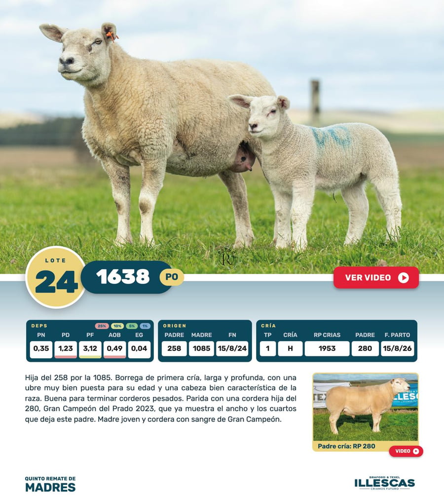 Lote Lote 24
