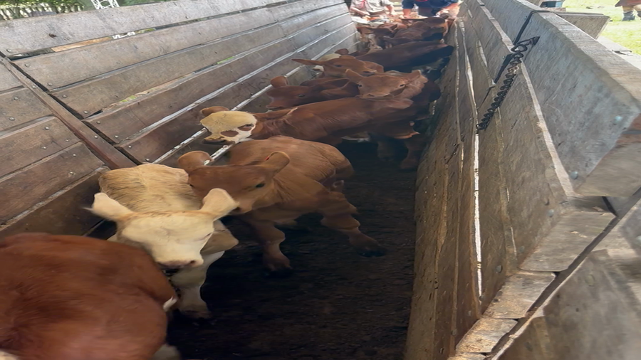 Lote 40 Vacas con Cría  en Corrientes, Perugorría