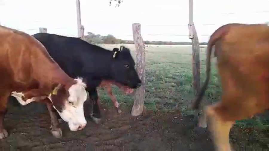 Lote 11 Vacas CUT con cría en Nogoyá, Entre Ríos