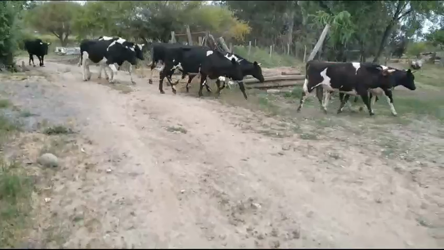 Lote 24 Novillo Engorda en VII  Región Maule, San Javier