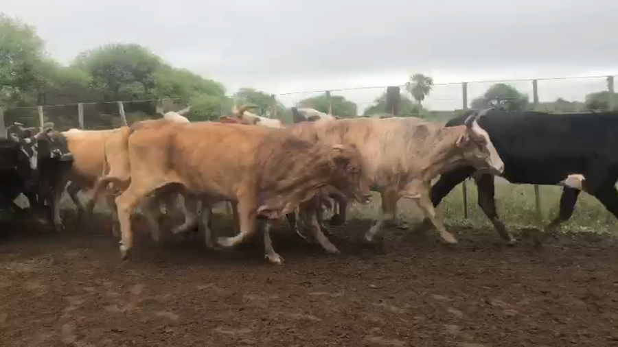 Lote 60 Vacas nuevas C/ cria en Pto. Eva Perón, Chaco