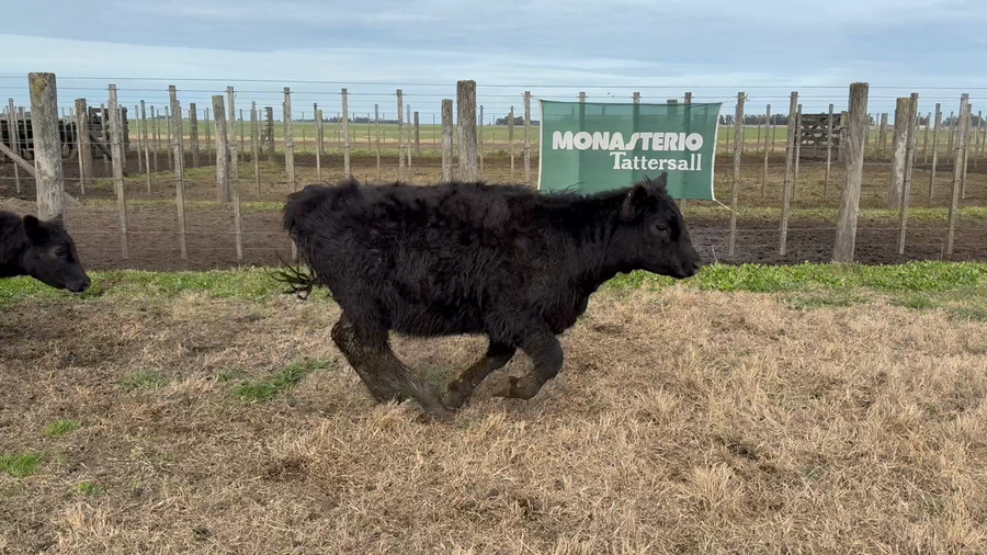 Lote 40 Terneras en Buenos Aires, Tres Arroyos