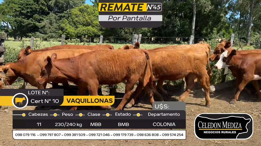 Lote 11 Vaquillonas  en Otra Localidad, Colonia