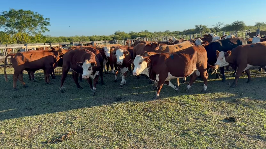 Lote 35 Vaquillonas C/ gtia de preñez