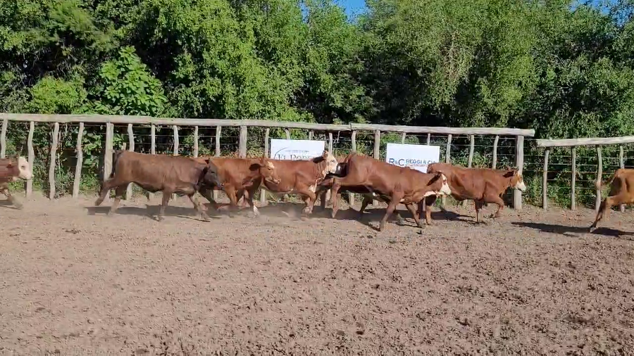 Lote 69 Vaquillonas
