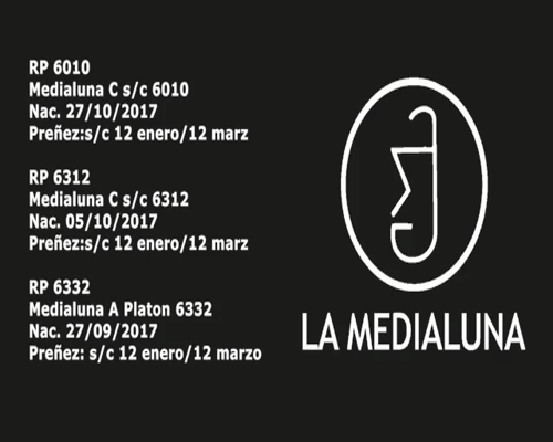 Lote VAQUILLONA BRANGUS PREÑADA