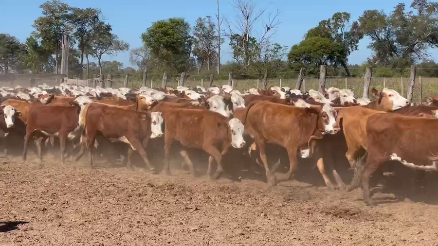 Lote 200 Vaquillonas en Ibarreta, Formosa