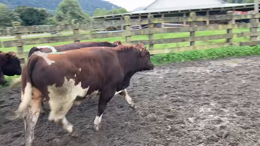 Lote 22 Ternero en XI Región Aysén, Cisnes