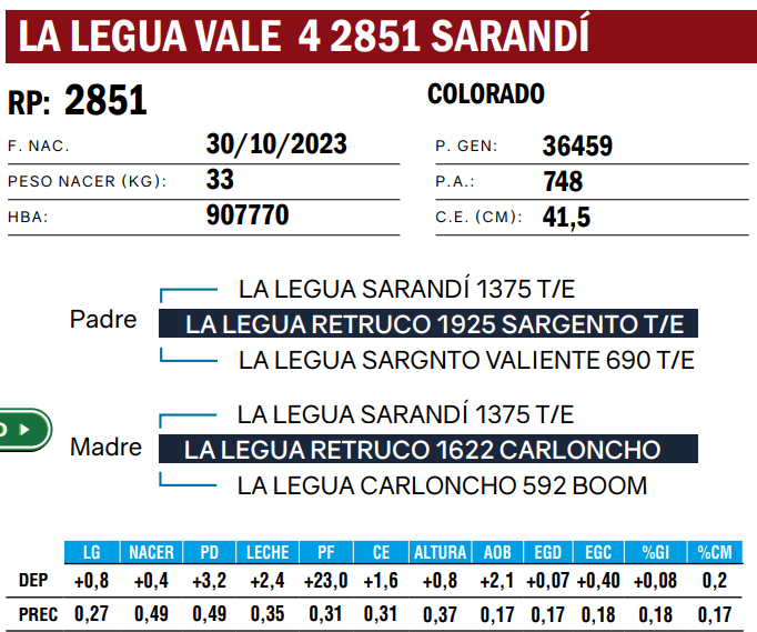 Lote TOROS ANGUS  PP