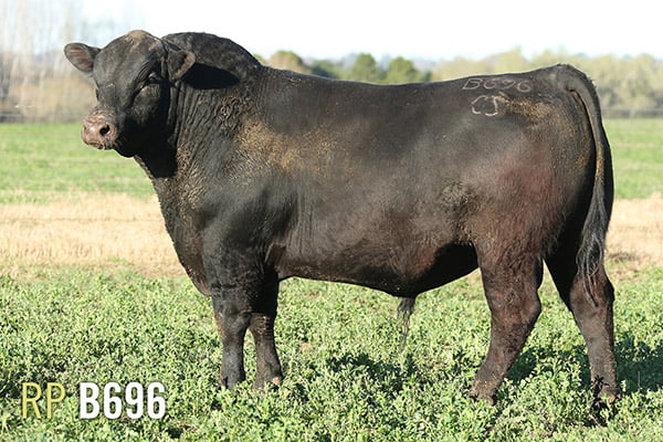 Lote 3 TOROS PUROS DE PEDIGREE