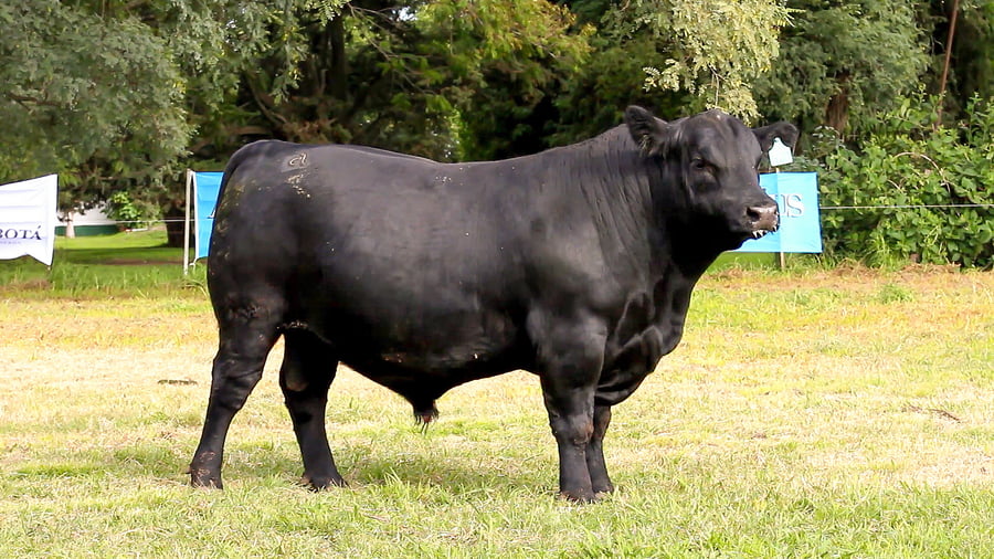 Lote CABAÑA COEMBOTÁ: RP 220