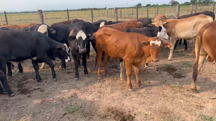 Lote 90 Terneros/as en Juan José Castelli, Chaco