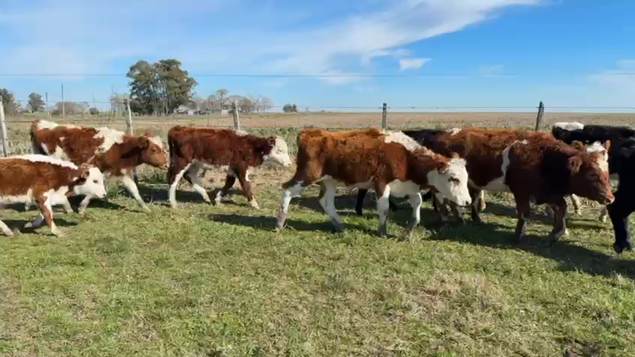Lote TERNEROS Y TERNERAS