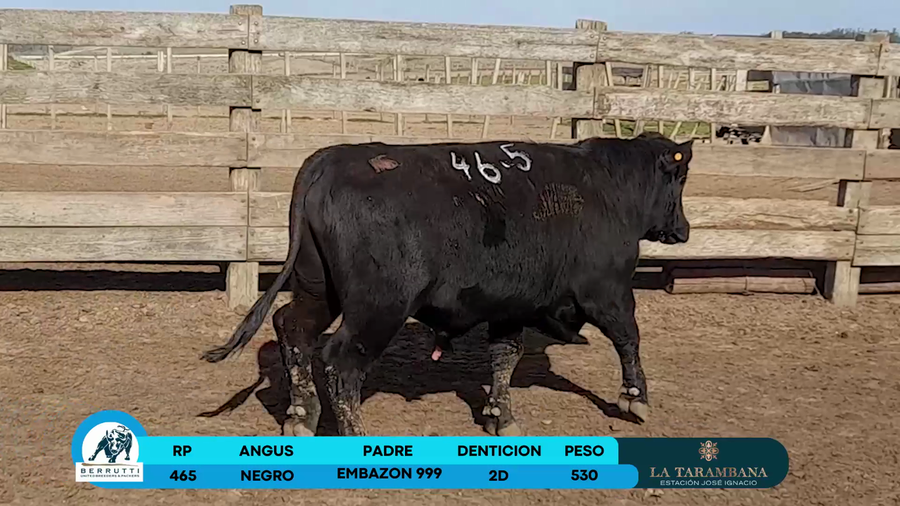 Lote Toros Angus a remate en Los Clase A 530kg - , Rocha