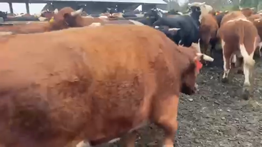 Lote 24 Novillo Gordo en Frutillar, X Región Los Lagos