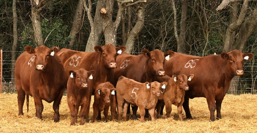 Lote VACAS ANGUS PARIDAS