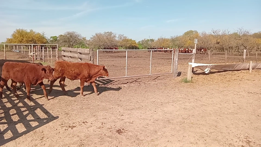 Lote 60 Terneros/as Braford y sus cruzas en Cululú, Santa Fe