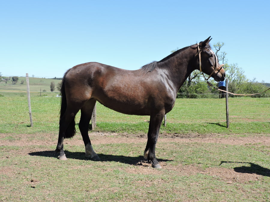 Lote Paso Jazmín (RP 36) - Cabaña San German del Paso