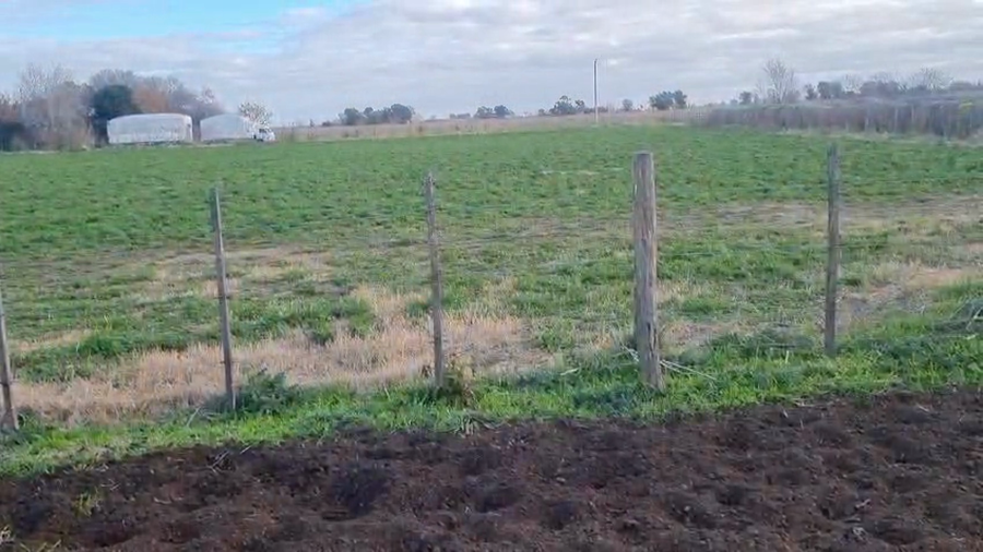 Lote 44 Terneros/as en Buenos Aires