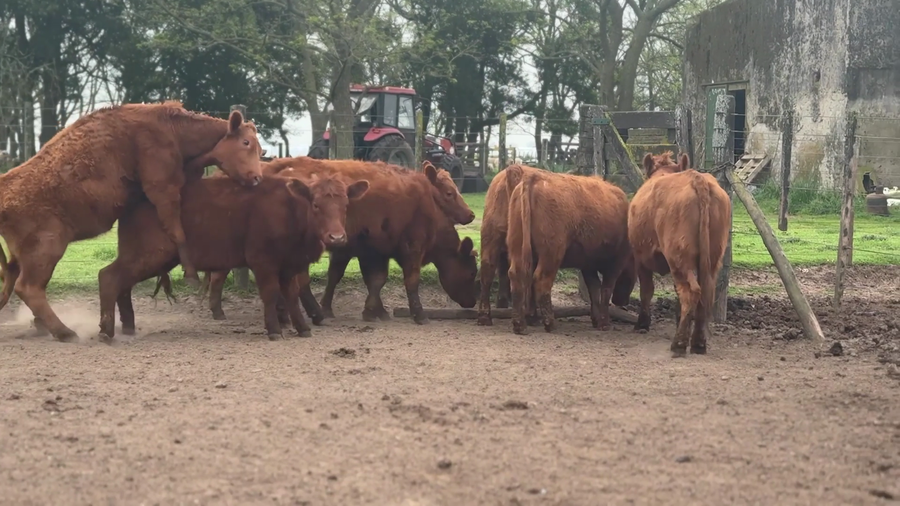 Lote 10 Vaquillonas P/ entorar