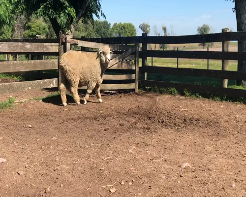 Lote 1 Borregos Planteleros en Cerro Largo, Cerro Largo