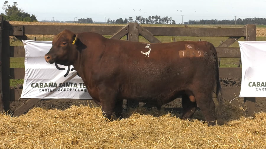 Lote Toros PC Colorado
