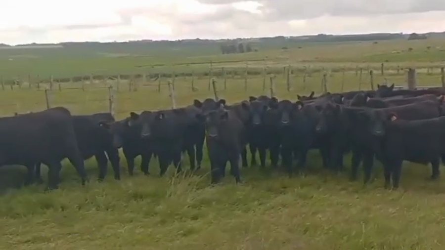 Lote TERNEROS Y TERNERAS