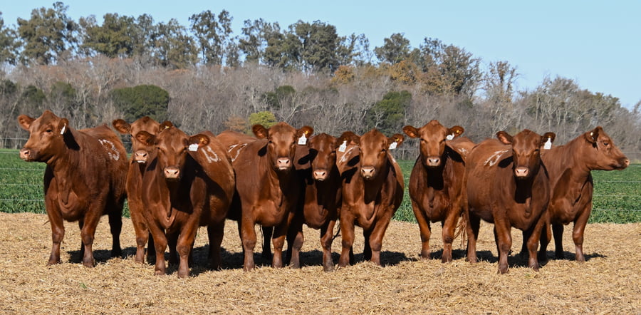 Lote VAQUILLONA ANGUS PC PRIMAVERA