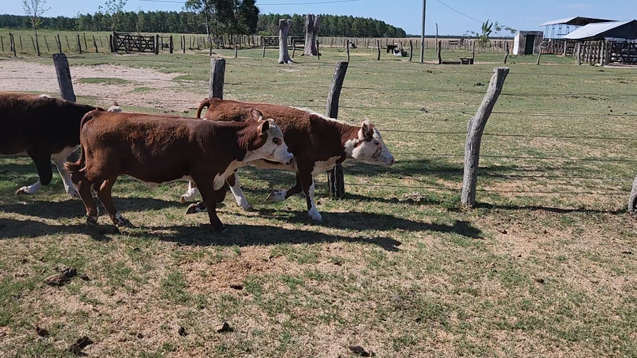 Lote 70 Terneros/as en Esquina, Corrientes