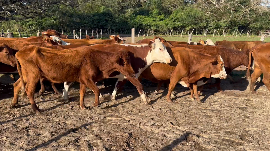 Lote 33 Vacas de invernar