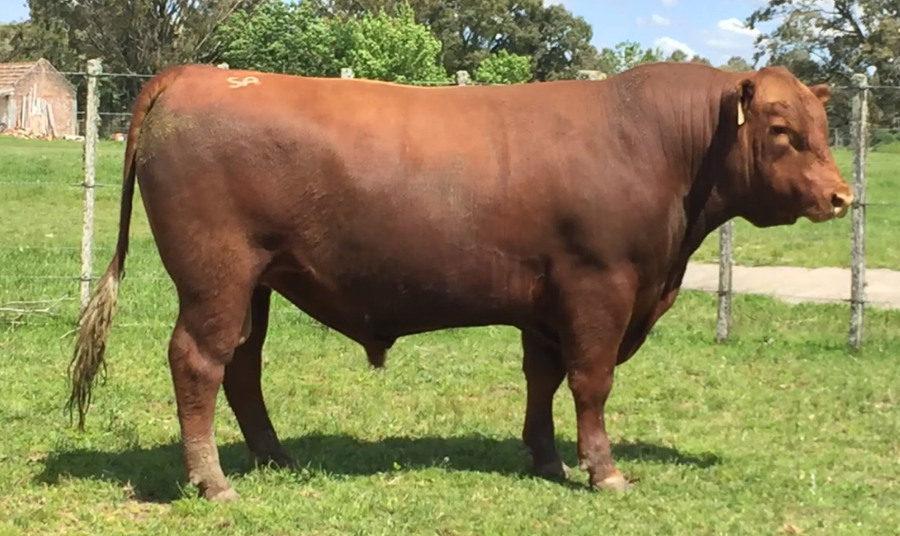 Lote Toros a remate en Cabaña Rebenque , Florida