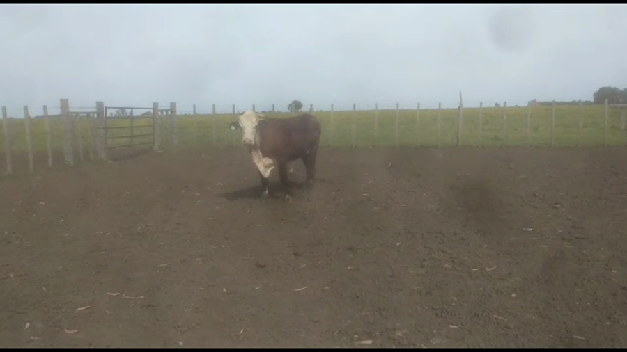 Lote Toros Brangus a remate en Aniversario 115 Años - Camy 550kg -  en Coronilla