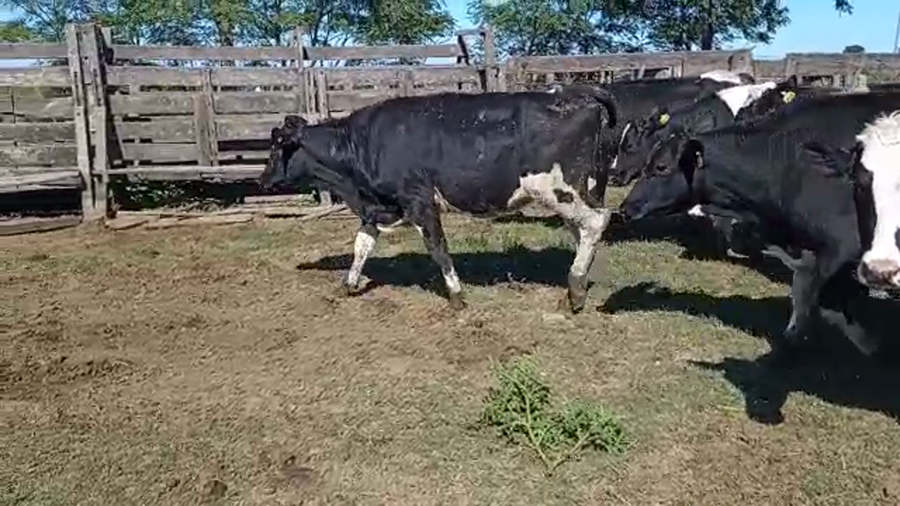 Lote Vaquillonas Para Entorar- Zenklussen Noemi Y Amherdt Hugo