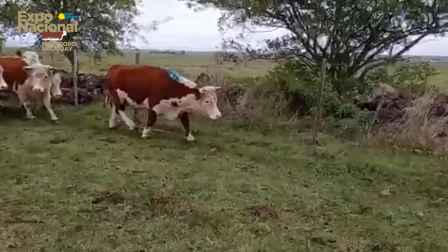 Lote 51 Vacas de Invernada HEREFORD a remate en Expo Nacional 2022 350kg - , Salto