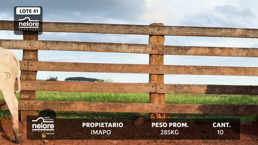 Lote LOTE 41