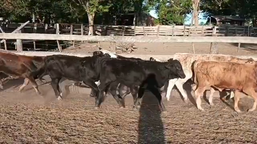 Lote 120 Terneros en Misión San Fco., Formosa