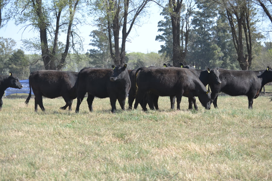 Lote CABAÑA  " DON FELIX " VAQUILLONAS ANGUS P.C.