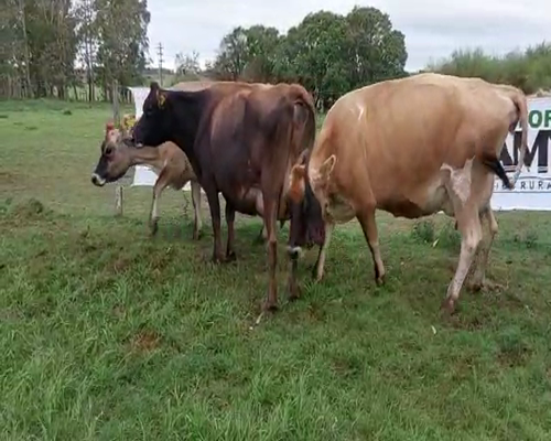 Lote 3 Vaquillonas  YERSEY a remate en Remate Elite por Pantalla de Ganado Lechero 450kg - , San José