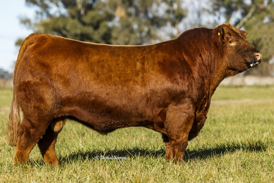 Lote Toro Puro de Pedigree Colorados