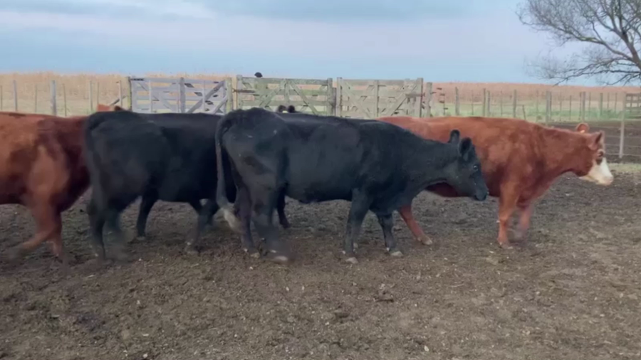 Lote 30 VACAS PREÑADAS USADAS, OLAVARRÍA, BS. AS.